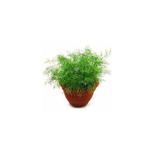 Organic Compatto Dill- Bouquet Herb Seeds [neera-v5-5c628458c47eac63cc00]