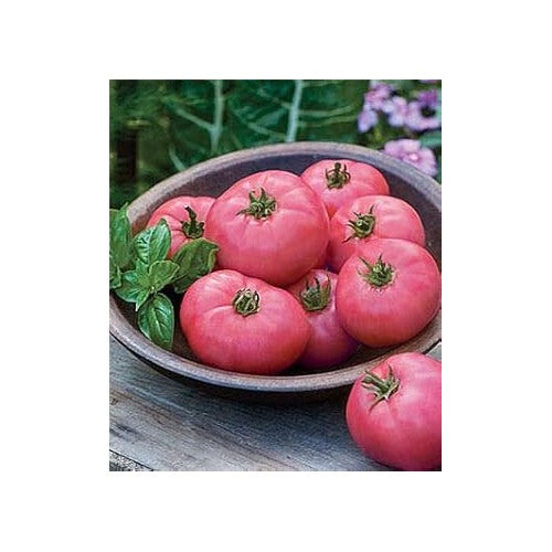 Heirloom Tomato Vegetable Seeds for Planting [neera-v5-5c69d77522b2f8a923c9]