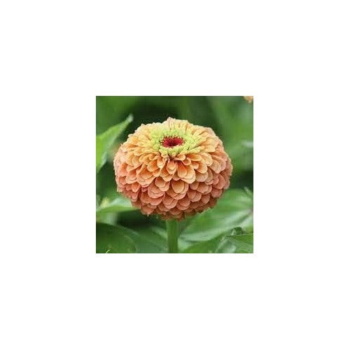 Lime Orange Zinnia Flower Seeds for Planting [neera-v5-5c7344ab954d34d16492]