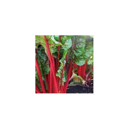 Heirloom Non-GMO Swiss Chard Vegetable Seeds for Planting [neera-v5-5c7668fc4ceeb0b0a73b]