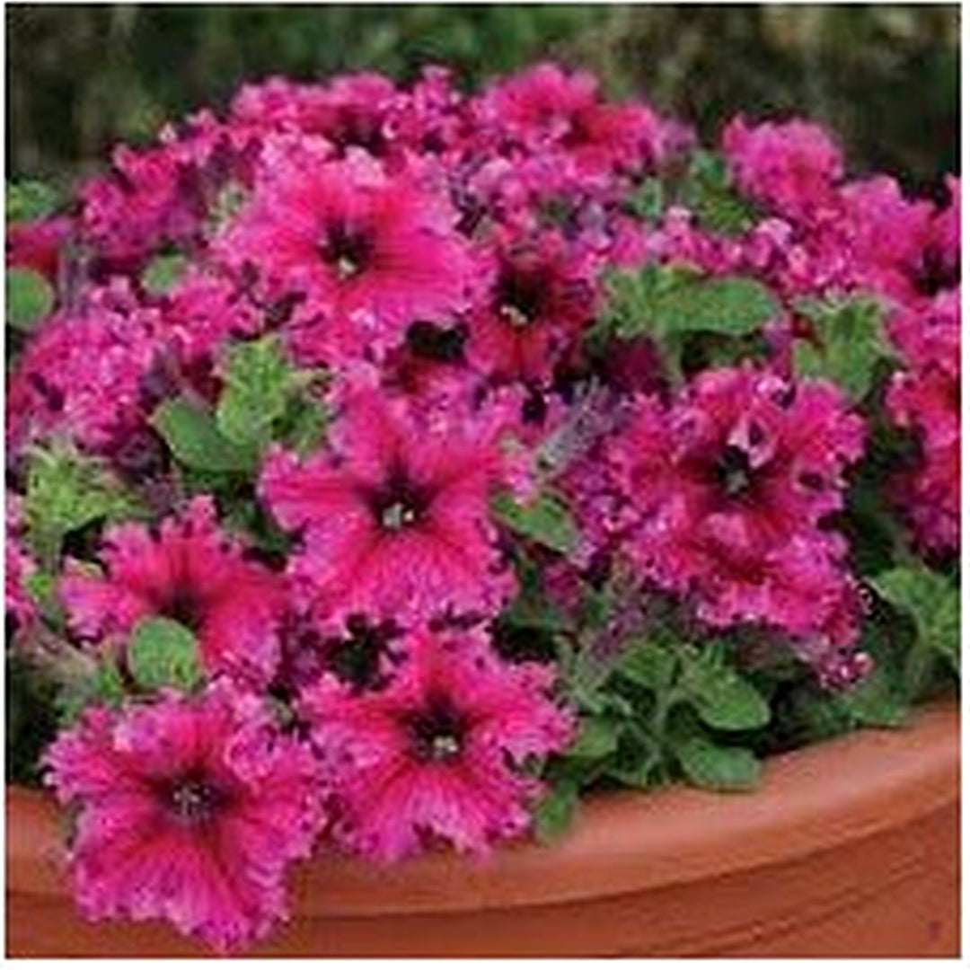 Petunia Espresso Frappe Mix Seeds for Planting [neera-v5-5c81e3eaee2eaec29bc2]
