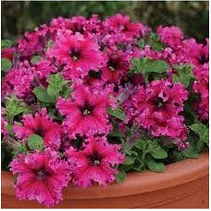 Petunia Espresso Frappe Mix Seeds for Planting [neera-v5-5c81e3eaee2eaec29bc2]