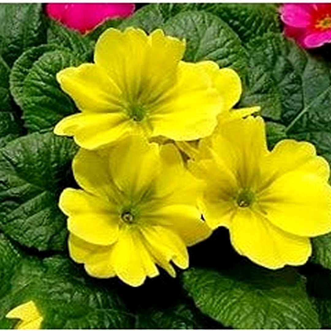 Heirloom Non-GMO Yellow Primrose Flower Seeds for Planting [neera-v5-5c9711bda2d6341dfdb2]