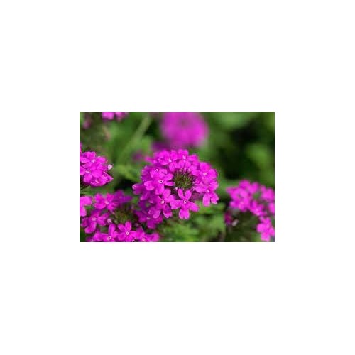 Pink Verbena Flower Seeds for Planting [neera-v5-5c9e27bd3db22d10dd29]