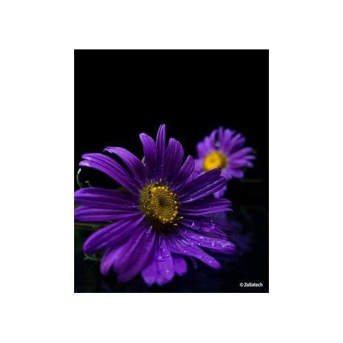 Violet Sunflower Flower Seeds for Planting [neera-v5-5c9eda8287435cf3c3a5]