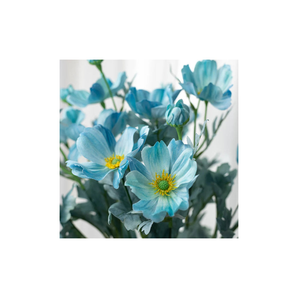 Blue Teal Cosmos Bush Flower For Planting Non Gmo Heirloom Garden Flower Seeds for Home Garden [neera-v5-5c9f360979368286eb4c]
