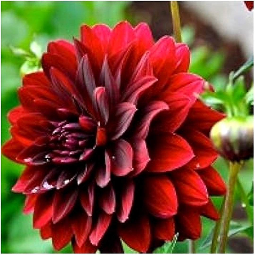 Dark Maroon Dahlia Flower Seeds for Planting [neera-v5-5ca8aa8c3ae01ef02ead]