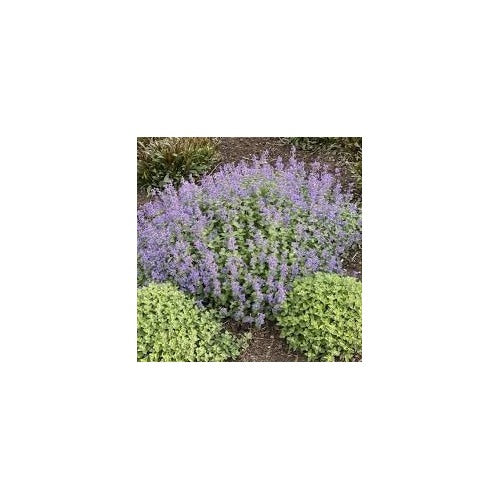 Heirloom Non-GMO Persian Catmint Flower Seeds for Planting [neera-v5-5ccdb6233af3144b3541]