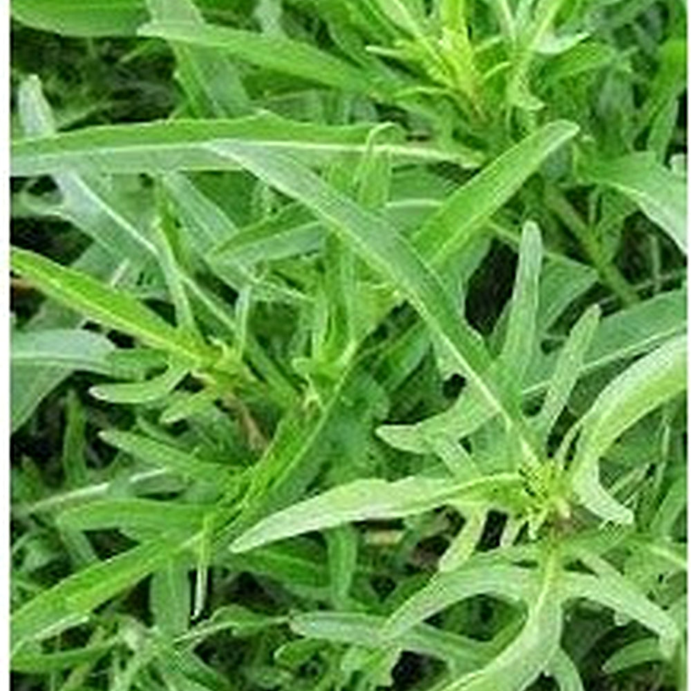Wild Rocket Selvatica Plant Seeds [neera-v5-5cd10302efa9df5a6fb1]