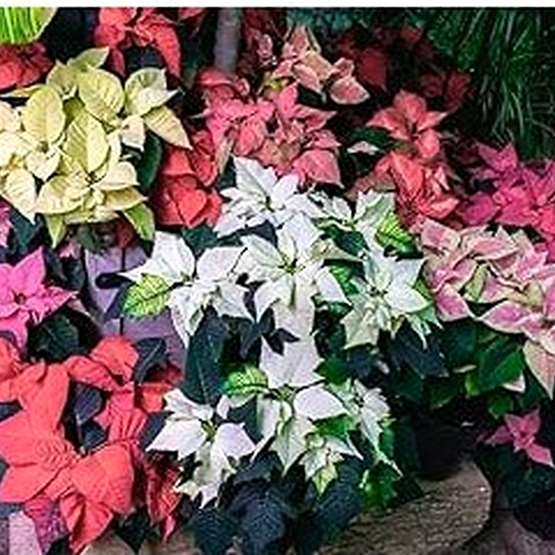 Heirloom Non-GMO Multi-Colored Poinsettia Flower Seeds for Planting [neera-v5-5cd5b8e4ccc3ebd78577]