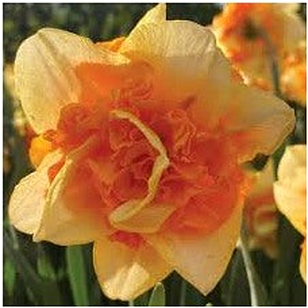 Yellow Red Daffodil Flower Seeds for Planting [neera-v5-5ce8659a501c445e0b12]