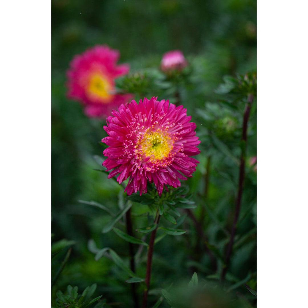 Red Plum China Aster Callistephus Chinensis Flower Flower Seeds for Home Garden Planting, Blooming [neera-v5-5ceb5dfcfa9cd547057c]