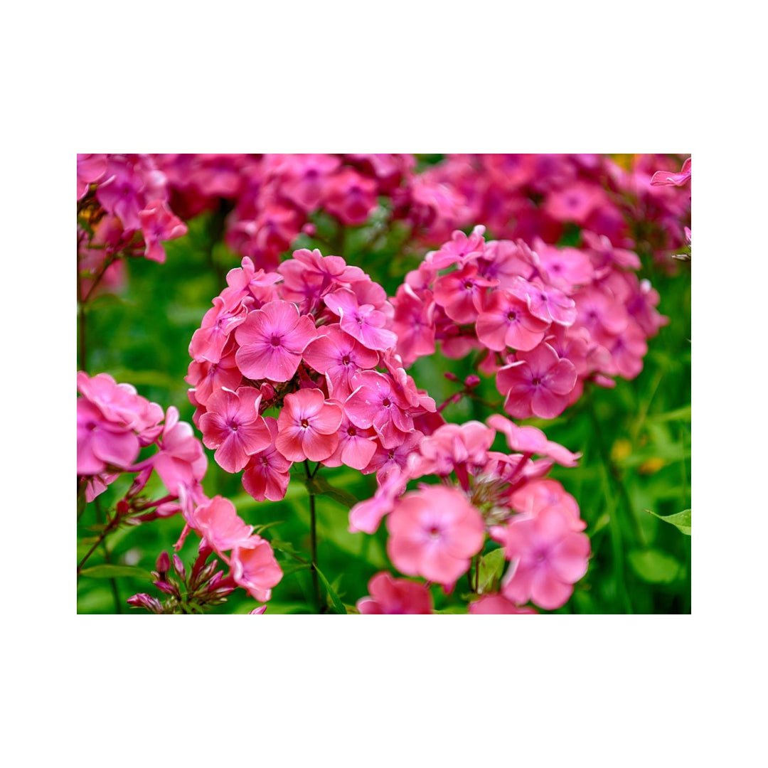 Garden Phlox Phlox Paniculata Flower For Planting In Home Garden Cottage Borders Flower Seeds [neera-v5-5ceecdda50f348ef5ff8]