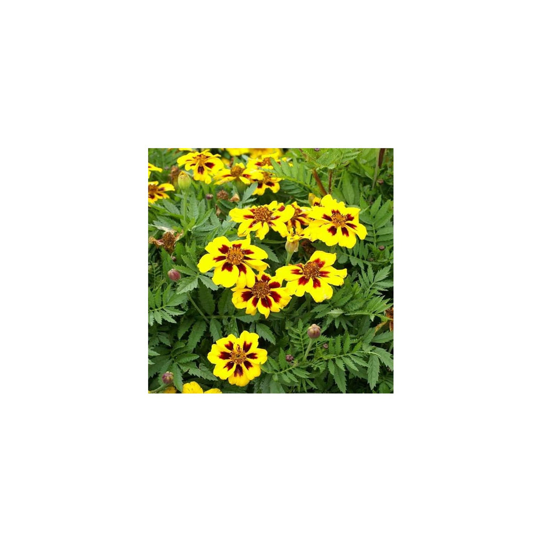 Calendula Dainty Marietta Semi Traditional Non Gmo Flower Flower Seeds for Home Garden Planting, [neera-v5-5cf68c1613262fa8066e]