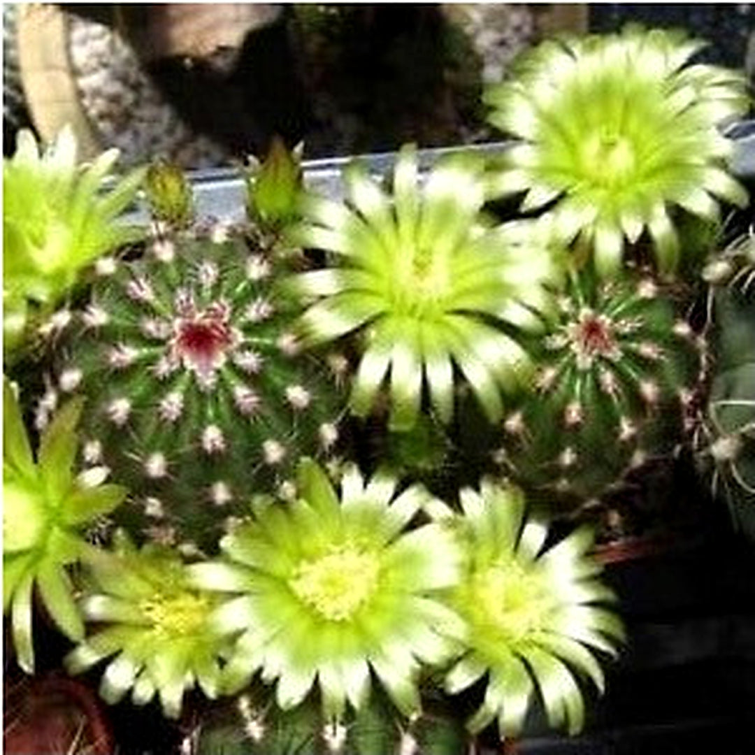 Green Echinocereus Plant Seeds for Planting [neera-v5-5cf6b553d8105a698899]