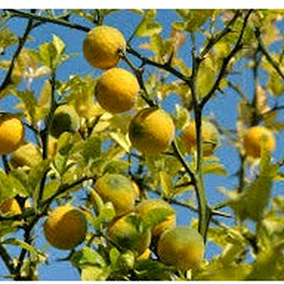 Poncirus trifoliata (Bitter Orange) Fruit Seeds for Planting [neera-v5-5cfbc4bd24798951d75c]