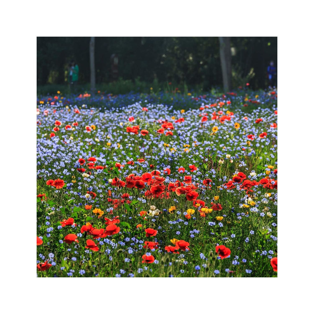 Partial Shade Wildflower Annual Bloom Mix Flower Seeds for Home Garden Planting, Decorative Organic [neera-v5-5d15246b1d2618cf5d0a]