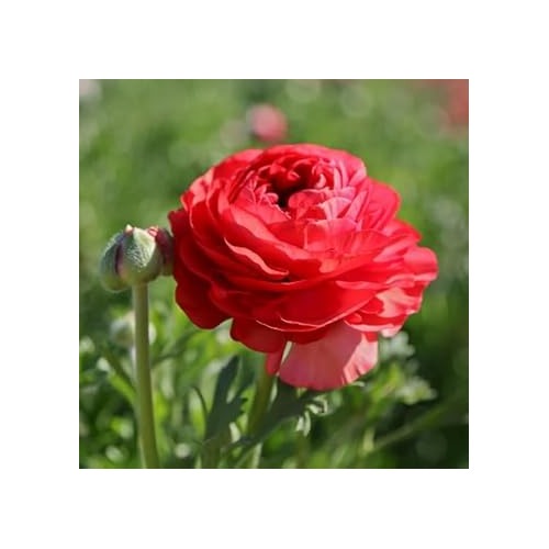Red Ranunculus Asiaticus Flower Seeds for Planting [neera-v5-5d2e25a236ad04bdf5b2]