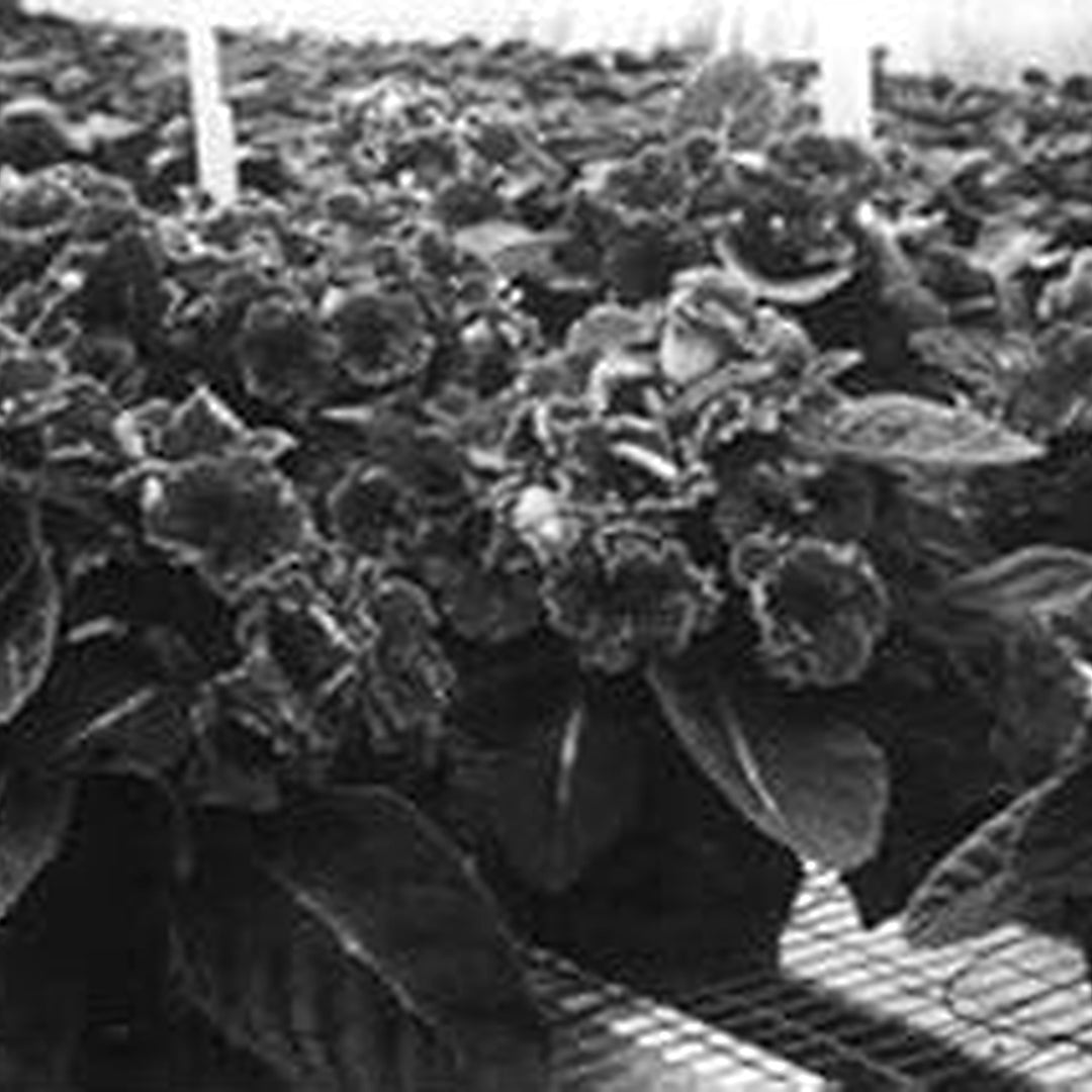 Black Gloxinia Flower Seeds [neera-v5-5d2f907ba320e824a854]