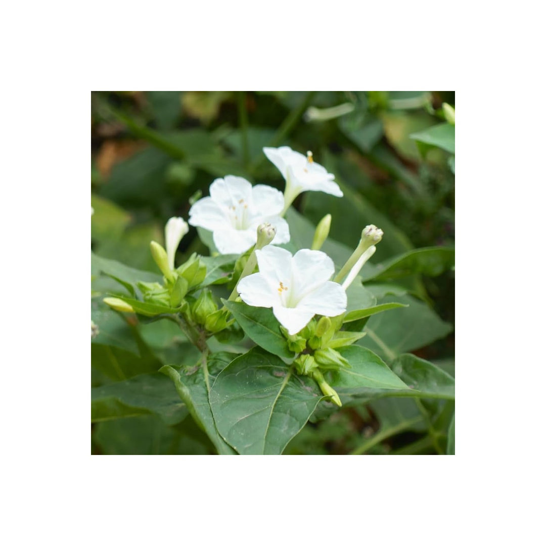 White Heirloom Non Gmo Four Oclock Flower Evening Bloom Gardens And Outdoor Planting Flower [neera-v5-5d3b33666f2e21d8bc6a]