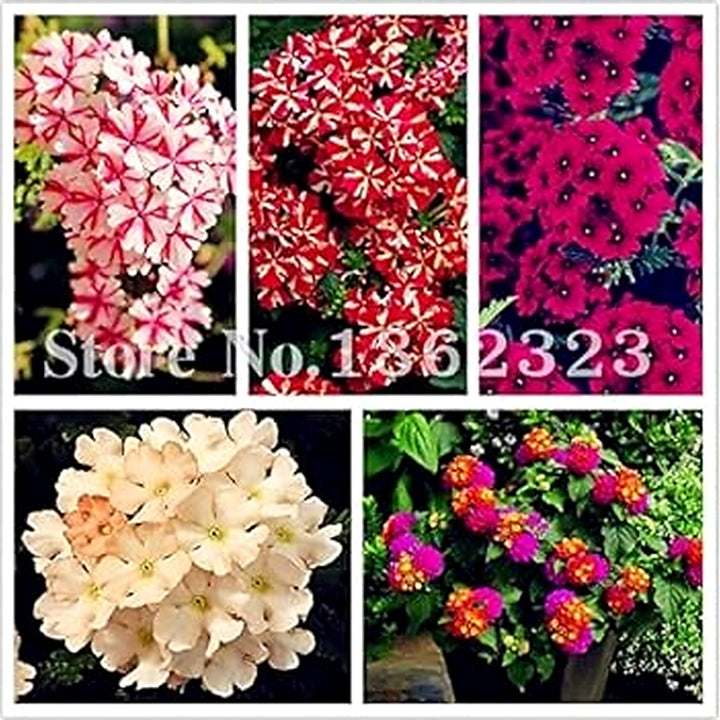 Pink &amp; White Verbena Heirloom Non-GMO Seeds for Planting [neera-v5-5d407fcc390cab6e2482]
