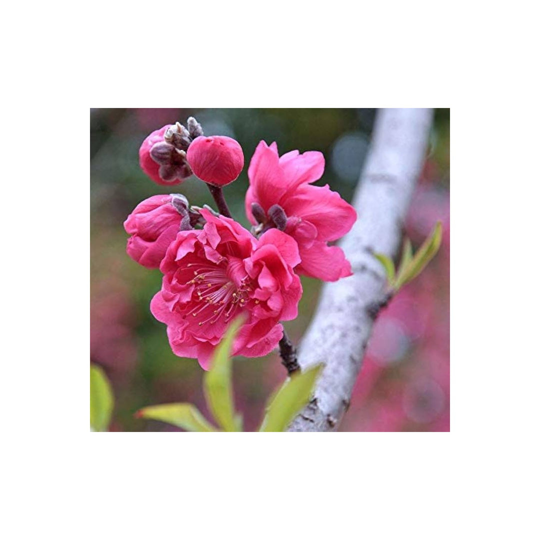 Huang Mei Plum Flower Tree Prunus Mume For Winter Blooming Ornamental Gardens Flower Seeds for Home [neera-v5-5d40f5f109c30e05fce1]