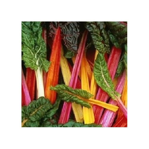 Mixed Chard Seeds for Planting [neera-v5-5d45ac450c852817c4a0]