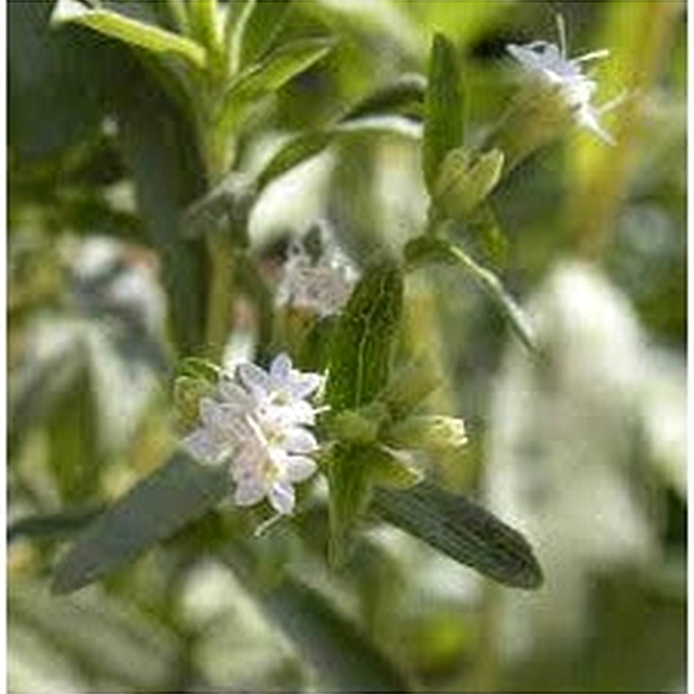 Stevia rebaudiana Seeds for Planting [neera-v5-5d477f5facc396b30fd1]