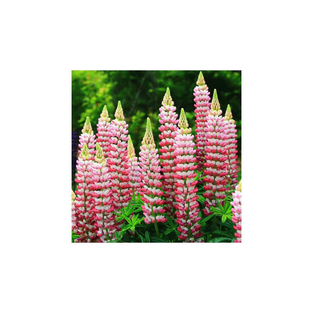 Russell Lupine Chatelaine Apricot Perennial Flower For Planting Hummingbird Friendly Flower Seeds [neera-v5-5d4f36f16faeb960709b]