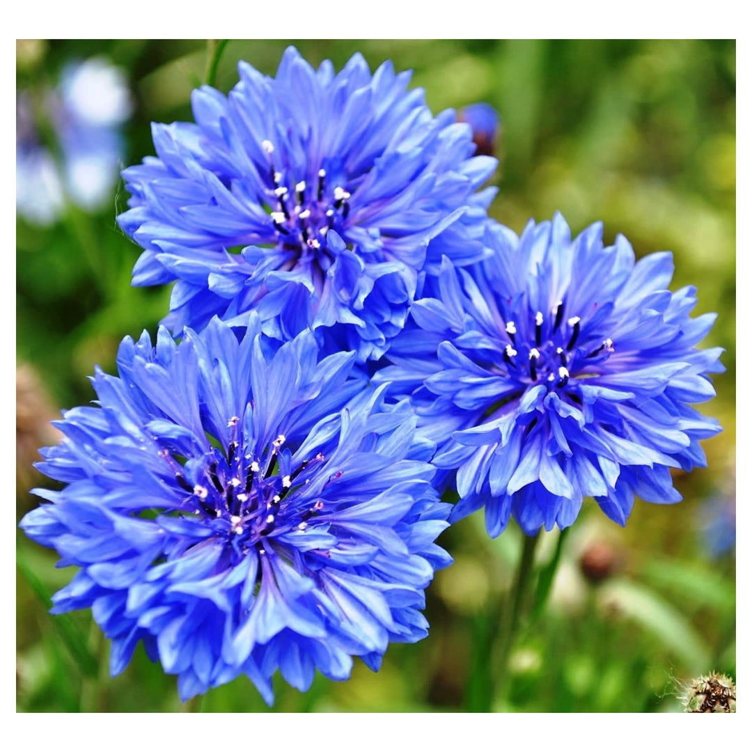 Cornflower Centaurea Cyanus Flower For Planting In Home Garden Flower Seeds for Home Garden [neera-v5-5d5590574c49b746ae73]