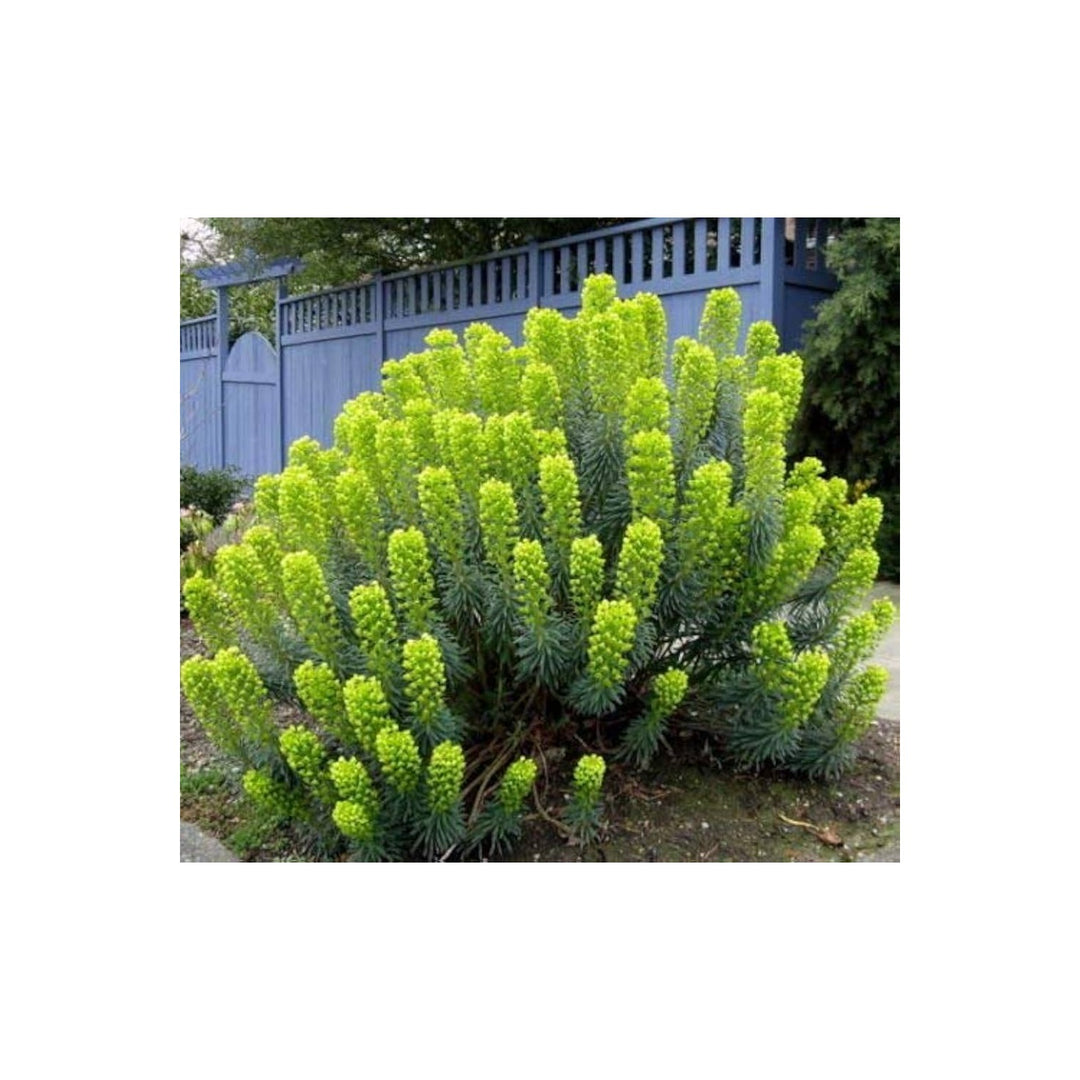 Mediterranean Spurge Euphorbia Characias Flower For Drought Tolerant Garden And Dry Landscaping [neera-v5-5d5d72fddf76e227cea7]