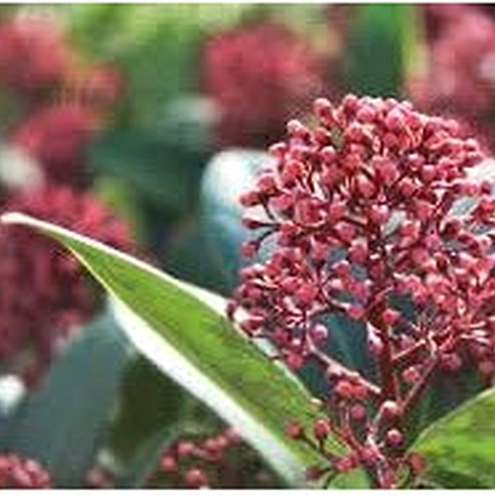 Heirloom Skimmia Plant Seeds Non-GMO for Garden Planting Evergreen Shrub with Fragrant Blooms [neera-v5-5d6c69a2831c03421dfa]
