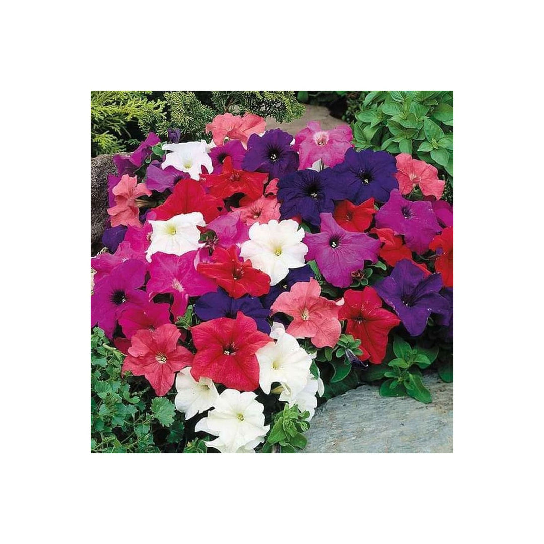 Petunia Petunia Hybrida Flower For Planting In Home Garden Hanging Baskets Vertical Containers [neera-v5-5d6ef2846ff533581c52]