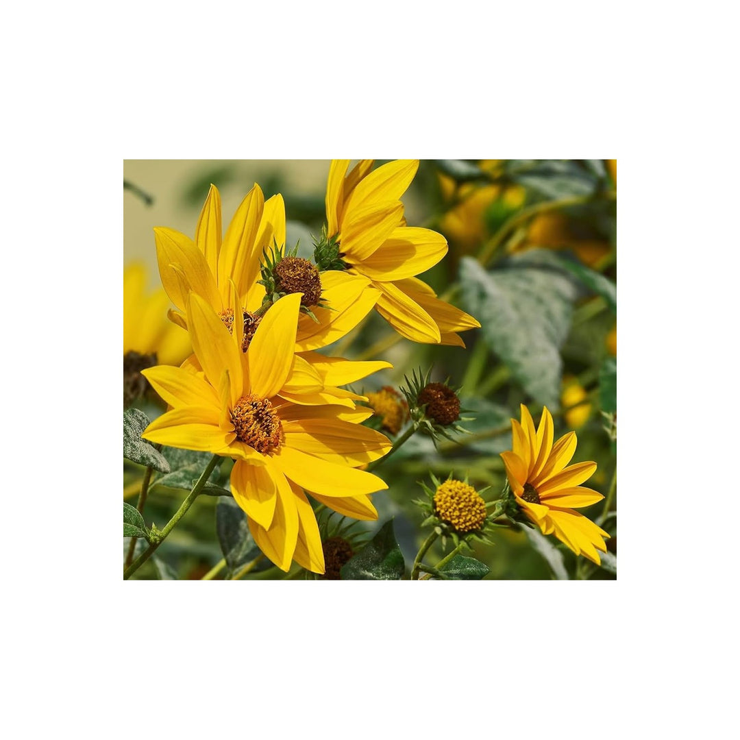 Sunflower Helianthus Maximilianus Flower For Planting Perennial Variety For Pollinator Gardens [neera-v5-5d757610db6a1db5cc44]