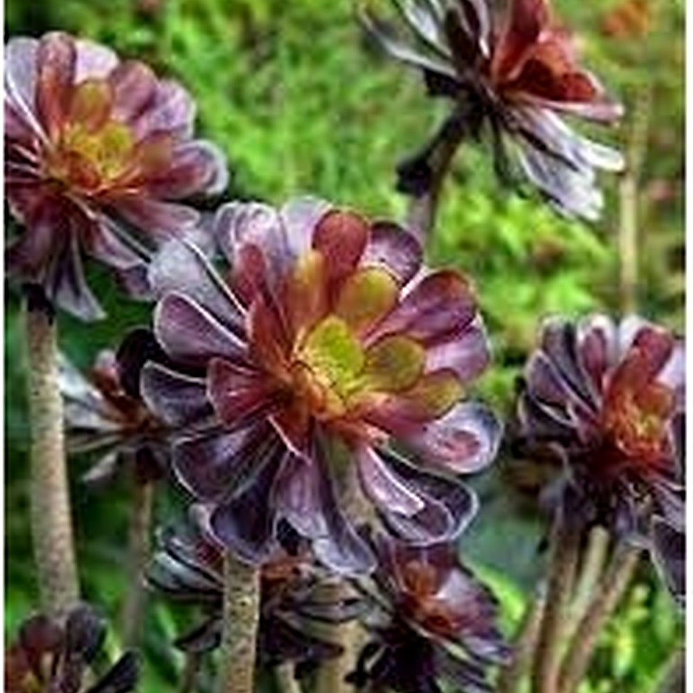 Heirloom Arboreum Flower Seeds, Non-GMO Hardy Shrub Blooms for Ornamental Garden Planting [neera-v5-5d7d77d272102b4513ae]