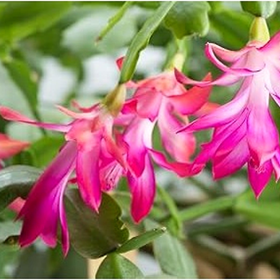 Weihnachtskaktus Flower For Planting Flower Seeds for Home Garden Planting, Landscape Organic [neera-v5-5d7f201bc167ddfef6ea]