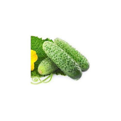 Giant Cucumber Zubrenok Early Seeds for Planting | Heirloom, Non-GMO, High Germination Organic Garden Seeds [neera-v5-5d8151104fa32009a83c]