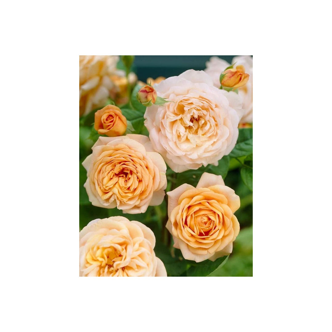 Rose Rosa Hybrida Flower For Planting In Backyard Gardening Vertical Garden Trellises Flower [neera-v5-5d88d9779e2e06810e6a]