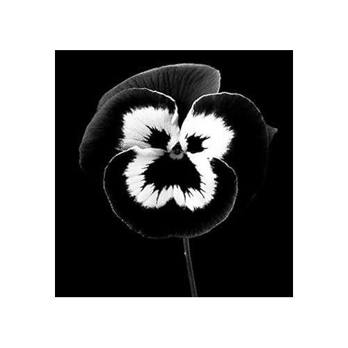 Black Mix Pansy Flower Seeds [neera-v5-5d8b70b653b4d0ba278b]