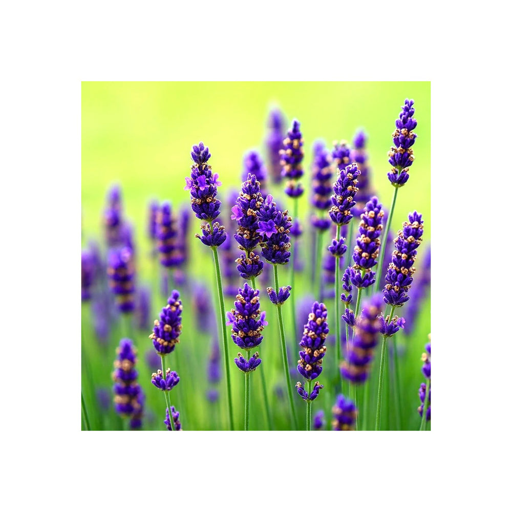 Red Lavender Flower For Planting Non Gmo Flower Seeds for Home Garden Planting, Vibrant Organic [neera-v5-5d8f3580b0ac6713cfd1]