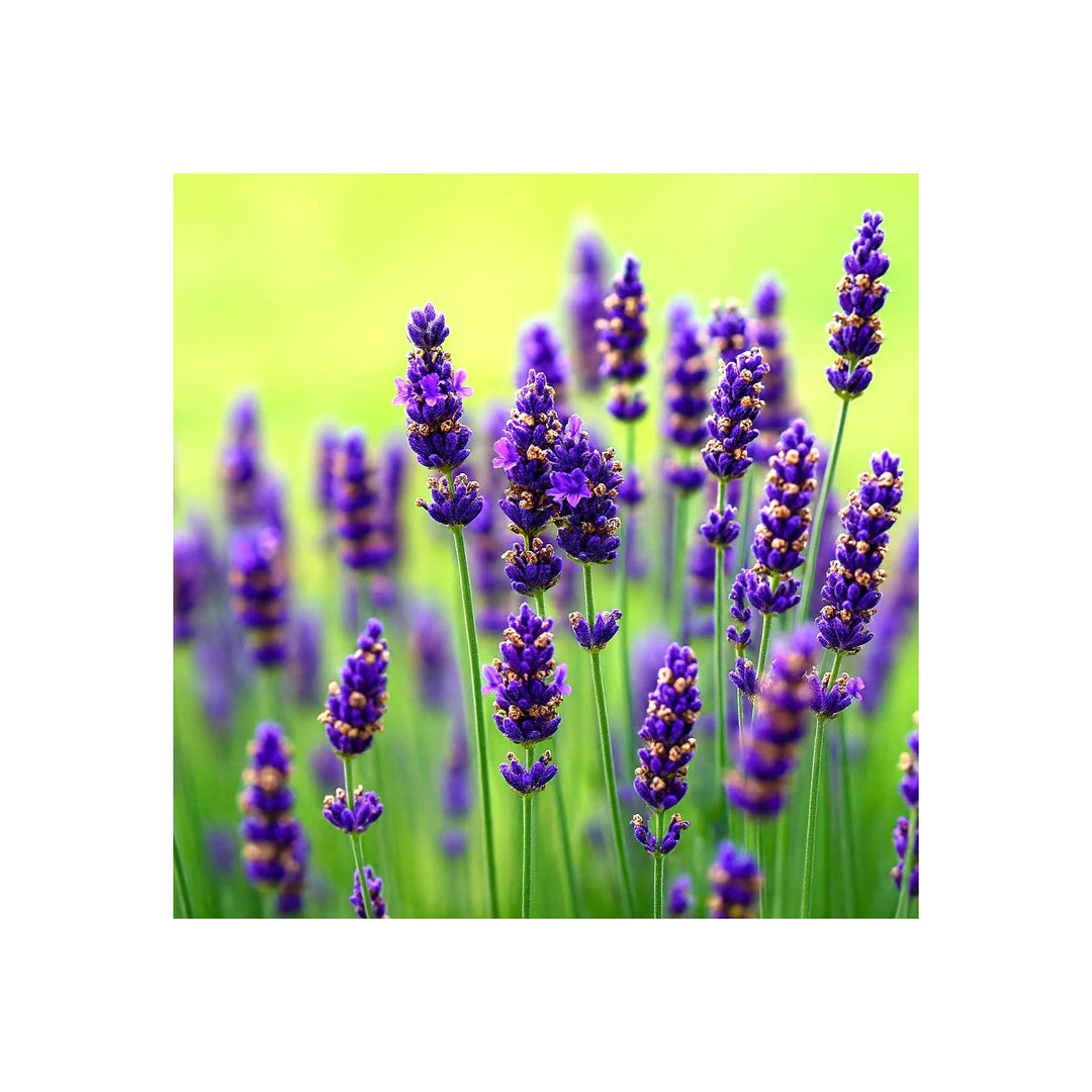 Red Lavender Flower For Planting Non Gmo Flower Seeds for Home Garden Planting, Vibrant Organic [neera-v5-5d8f3580b0ac6713cfd1]
