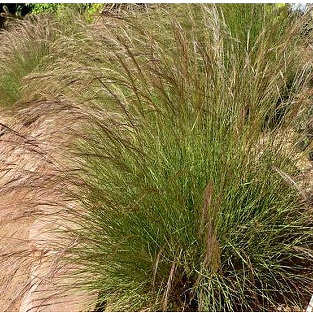 Purple Three Awn Grass Seeds [neera-v5-5da011345af5adefcb74]