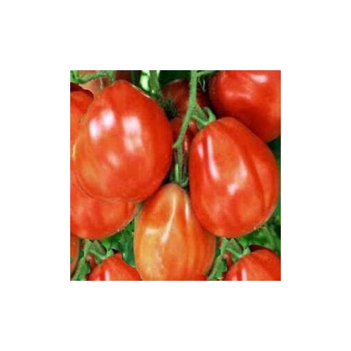 Big Red Tomato Seeds for Planting [neera-v5-5da5d30d350934d9dd49]