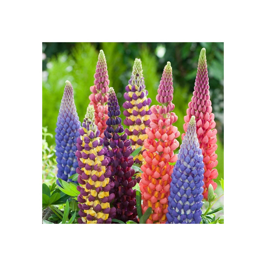 Heirloom Lupins Flower Non Gmo Spiky Colorful Blooms Cottage And Pollinator Garden Planting [neera-v5-5dacebb56ace6a5a6d84]