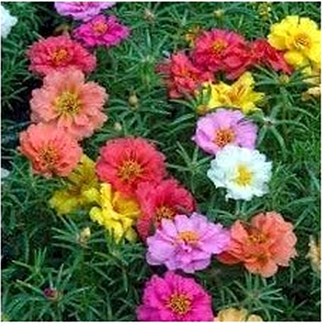 Heirloom Non-GMO Grandiflora Flower Seeds for Planting [neera-v5-5daeea441fa2edb89d7b]