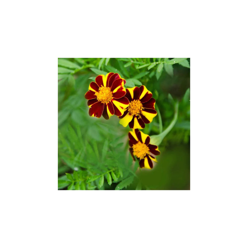Heirloom Marigold Mr Majestic Flower Non Gmo Striped Blooms Vibrant Garden Planting Flower [neera-v5-5db32b6cfe34b338f7fa]