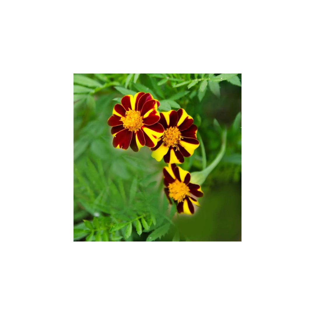 Heirloom Marigold Mr Majestic Flower Non Gmo Striped Blooms Vibrant Garden Planting Flower [neera-v5-5db32b6cfe34b338f7fa]