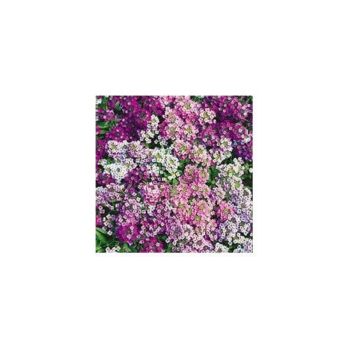 Heirloom Sweet Alyssum Flower Seeds for Planting, Non-GMO [neera-v5-5dcd9751d20178dc96b7]