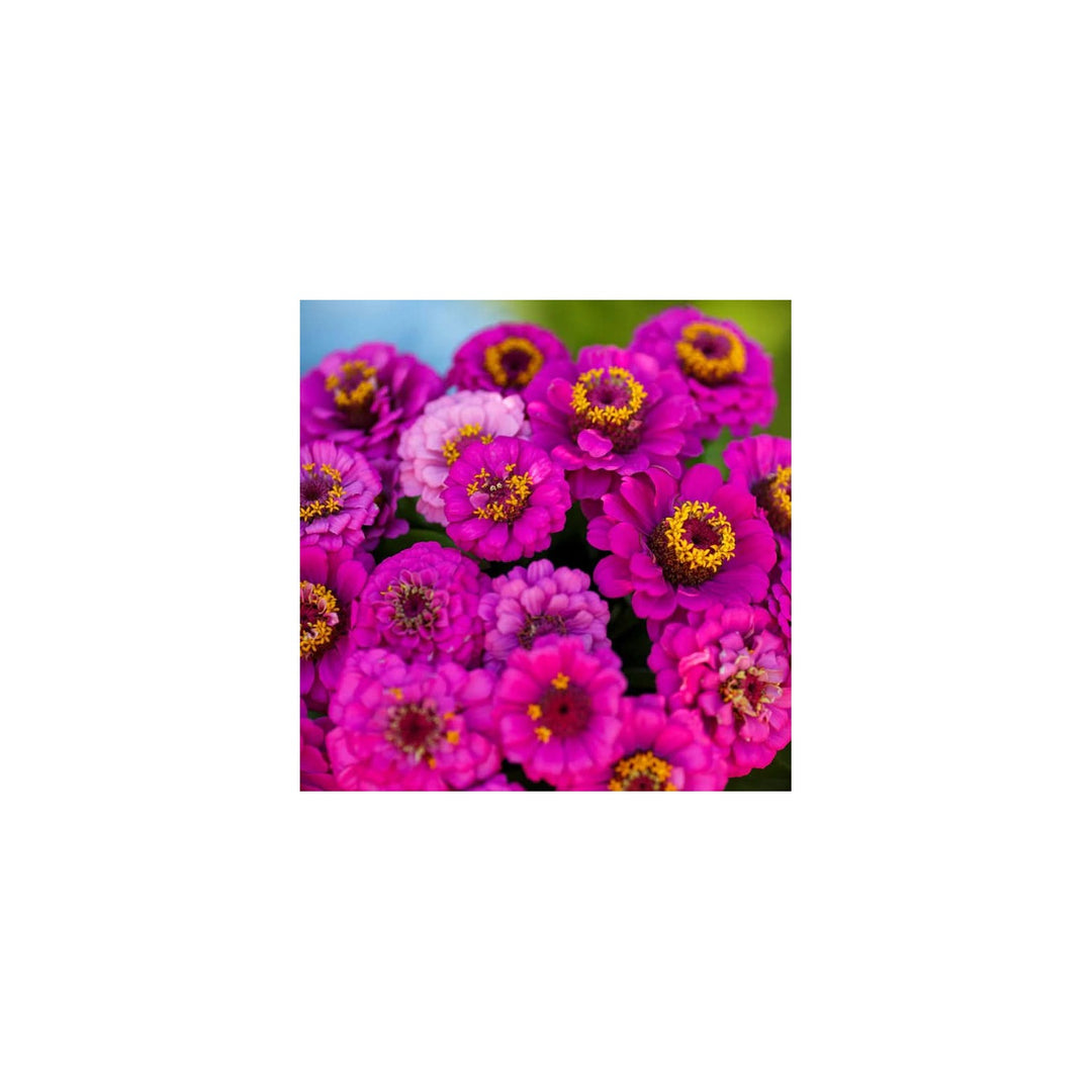 Violet Pumila Zinnia Flower For Planting Vibrant Non Gmo Heirloom Garden Flower Seeds for Home [neera-v5-5dd2a448d9ca0072e738]