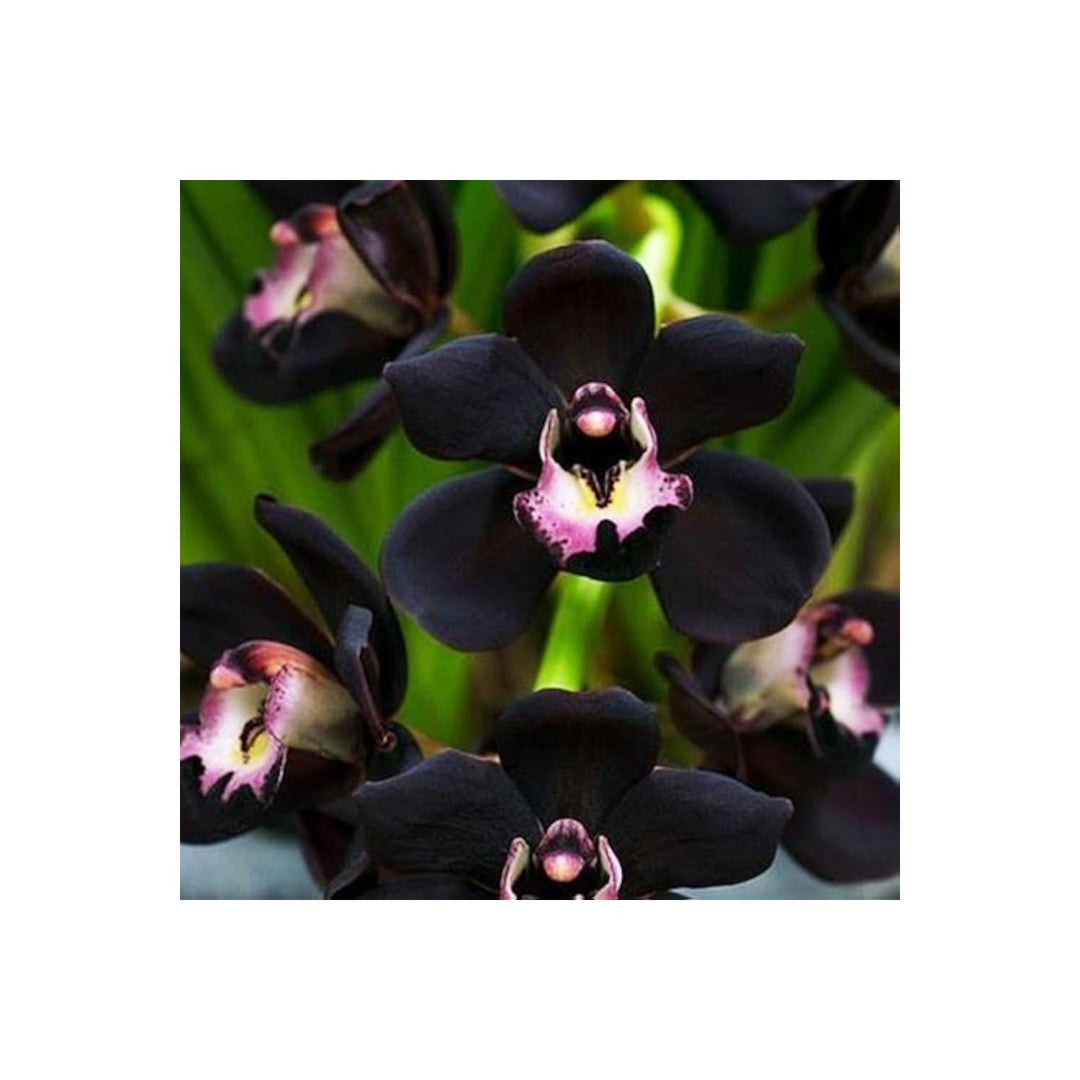 Black Orchid Cymbidium Faberi Unique Flower For Planting Ideal For Indoor Pots Decorative [neera-v5-5dd2d7d8a71d99ebc565]